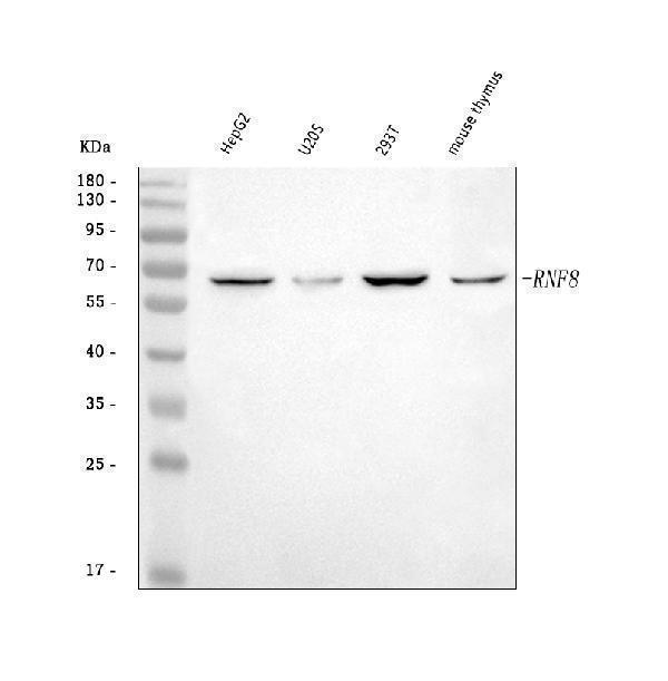 a00707 3 rnf8 primary antibodies wb testing 1