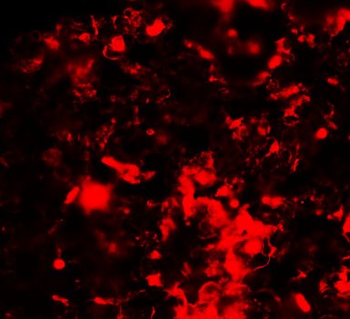 a00707 rnf8 primary antibodies if testing 2