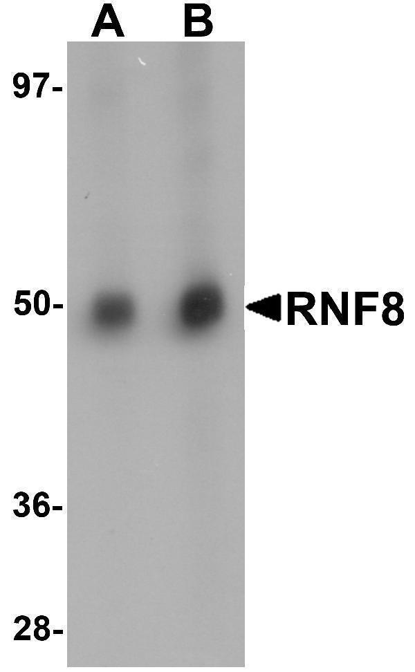 a00707 rnf8 primary antibodies wb testing 1