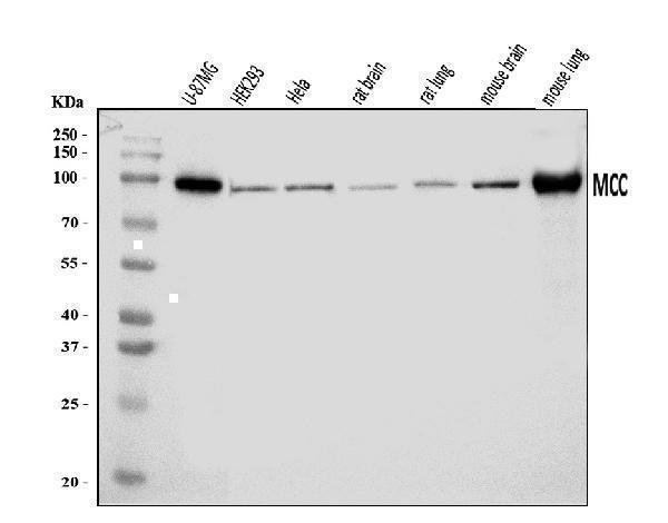  Western blot analysis of MCC using anti-MCC antibody (A00711-1)