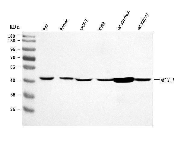  Western blot analysis of MCL1 using anti-MCL1 antibody (A00712-2)