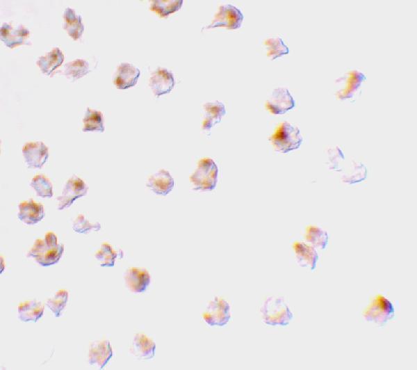 Immunocytochemistry staining of Raji cells using Mcl-1 antibody at 2 μg/mL