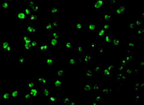 Immunofluorescence of Mcl-1 in Raji cells with Mcl-1 antibody at 10 μg/mL