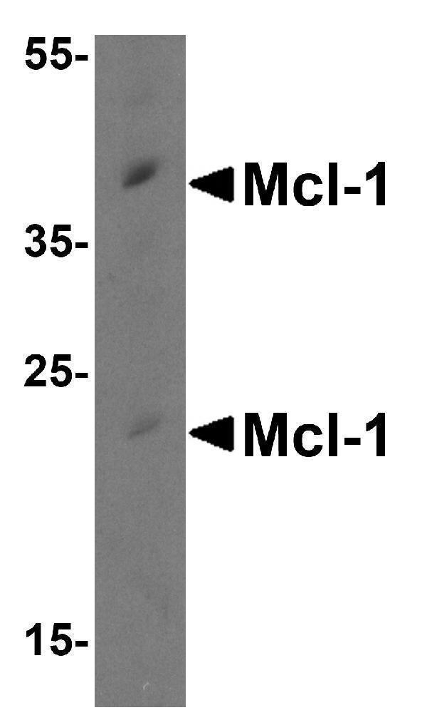 Western blot analysis of Mcl-1 in Raji cell lysate with Mcl-1 antibody at 0
