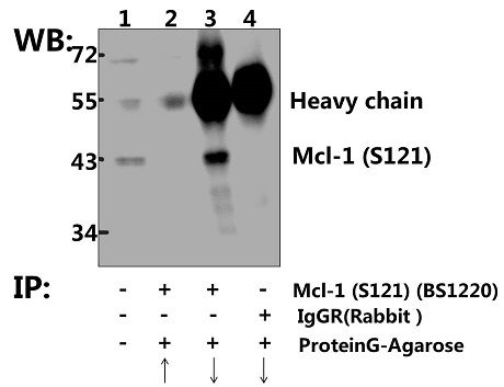 Immunoprecipitation of HEK293T cell lysate using Mcl-1 (S121) polyclonal antibody (Sepharose Bead Conjugate) #BD0048(lane 2 and lane 3)