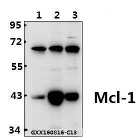 Western blot (WB) analysis of Mcl-1 (S121) polyclonal antibody at 1:500 dilution
Lane1:HCT116 whole cell lysate(40ug)
Lane2:PC3 whole cell lysate(40ug)
Lane3:HEK293T whole cell lysate(40ug)