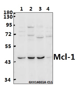 Western blot (WB) analysis of Mcl-1 (S155) polyclonal antibody at 1:500 dilution
Lane1:SGC7901 whole cell lysate(40ug)
Lane2:HCT116 whole cell lysate(40ug)
Lane3:CT26 whole cell lysate(40ug)
Lane4:H9C2 whole cell lysate(40ug)