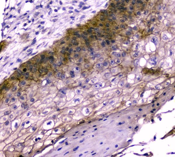  IHC analysis of TMEM16A using anti-TMEM16A antibody (A00713)