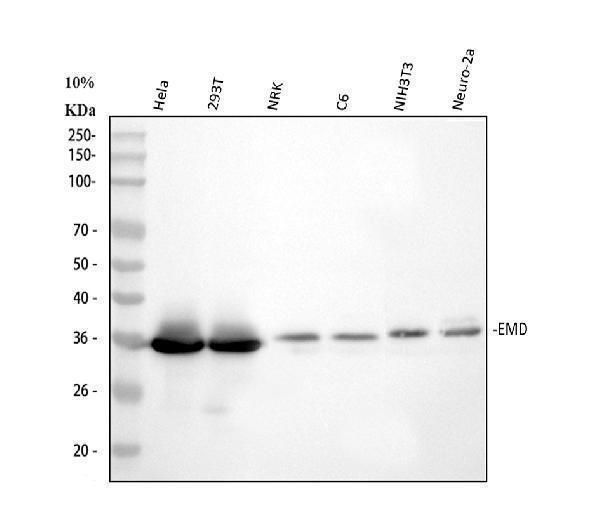  Western blot analysis of Emerin using anti-Emerin antibody (A00714)