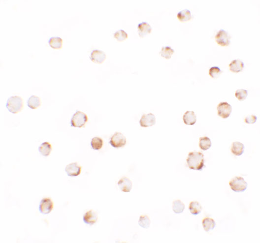 a00715 epm2a primary antibodies icc testing 2