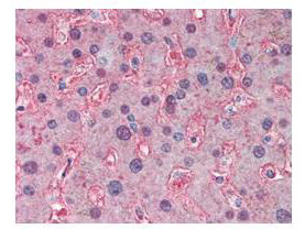 Boster's anti-APOA1 antibody was used at a 5 ug/ml to detect signal in human liver tissue