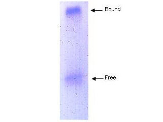Coomassie stained gel showing both free and HDL bound apoA-I eluted from a solid phase resin prepared using Boster