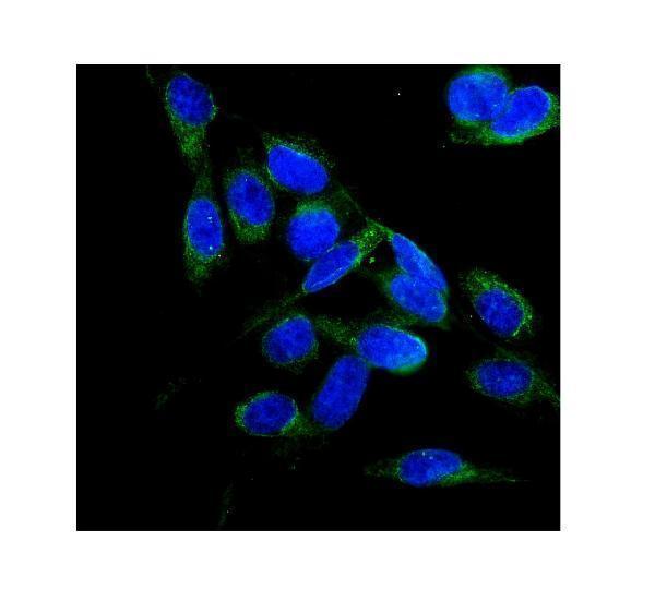 a00718 1 flcn primary antibodies if testing 2