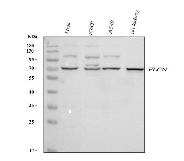 a00718 1 flcn primary antibodies wb testing 1_1