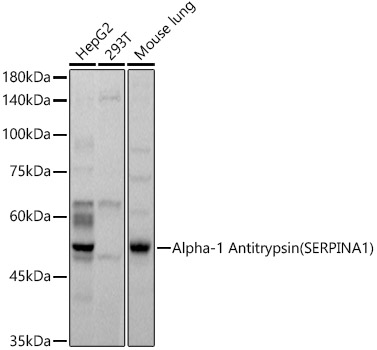 Western blot analysis of extracts of various cell lines, using Alpha-1 Antitrypsin    antibody  at 1:500 dilution
