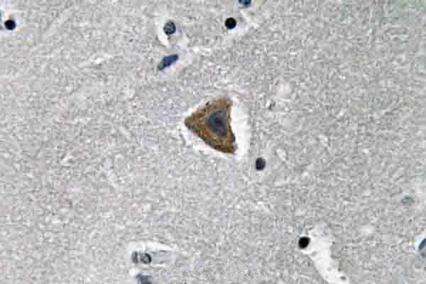 Immunohistochemistry (IHC) analyzes of Rock-1 (N311) pAb in paraffin-embedded human brain tissue