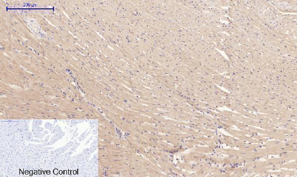 a00722 3 rock1 primary antibodyes ihc testing 12