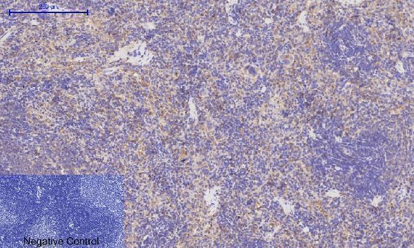 a00722 3 rock1 primary antibodyes ihc testing 16