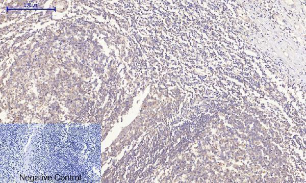 a00722 3 rock1 primary antibodyes ihc testing 5