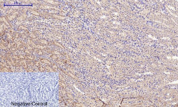 a00722 3 rock1 primary antibodyes ihc testing 6