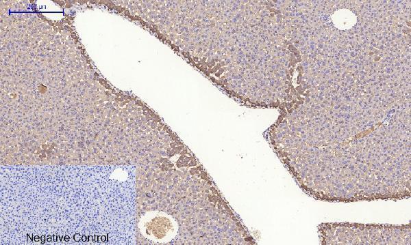 a00722 3 rock1 primary antibodyes ihc testing 7