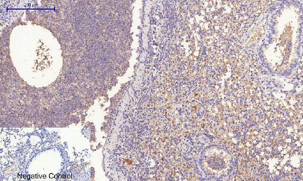 a00722 3 rock1 primary antibodyes ihc testing 8