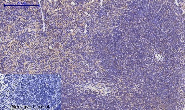 a00722 3 rock1 primary antibodyes ihc testing 9