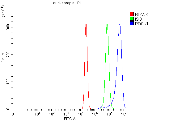  Flow Cytometry analysis of U20S cells using anti-ROCK1 antibody (A00722-4)