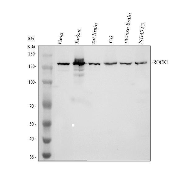 Western blot analysis of ROCK1 using anti-ROCK1 antibody (A00722-5)