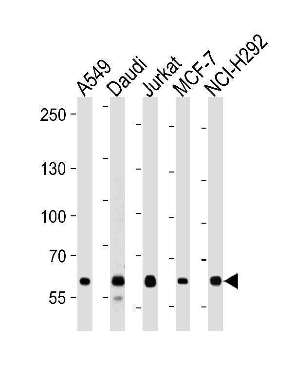 FOXP1 Antibody (C-term) western blot analysis in A549,Daudi,Jurkat,MCF-7,NCI-H292 cell line lysates (35ug/lane)