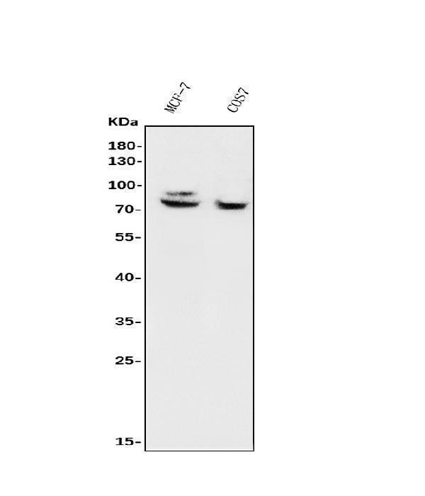 a00723 foxp1 primary antibodies wb testing 1