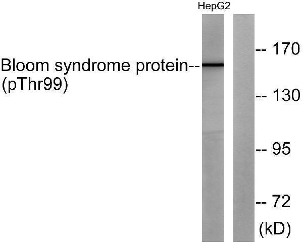 Western blot analysis of lysates from HepG2 cells, using Bloom Syndrome (Phospho-Thr99) Antibody