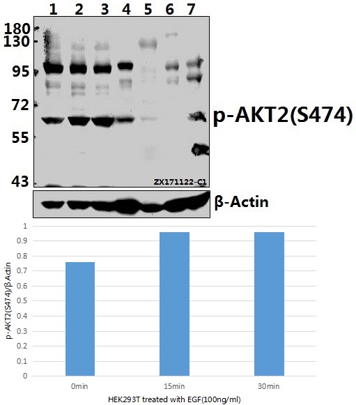 a00725s474 akt2 primary antiboties wb testing 1
