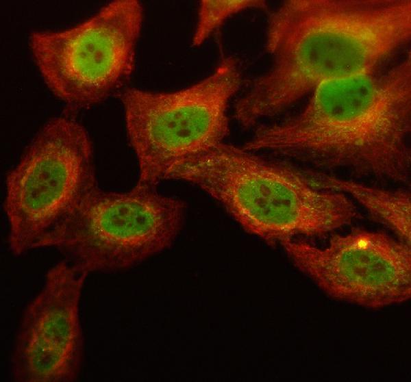 a00727 1 klf5 primary antibodies if testing 1_1