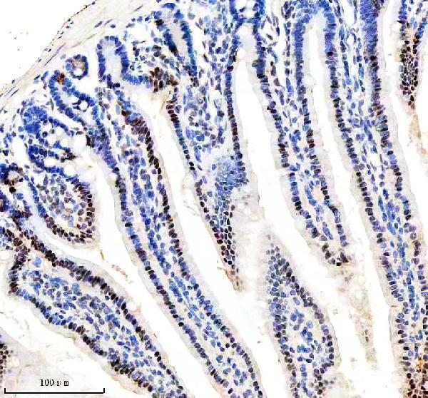 a00727 1 klf5 primary antibodies ihc testing 4_1