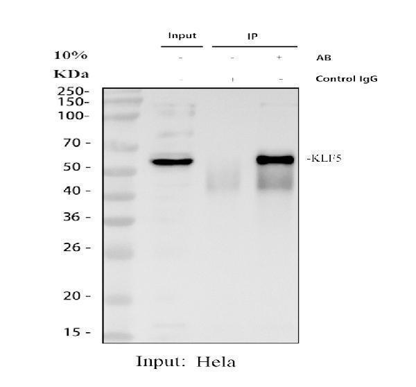 a00727 1 klf5 primary antibodies ip testing 1