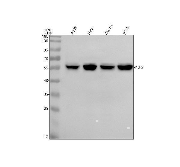 a00727 1 klf5 primary antibodies wb testing 1_1