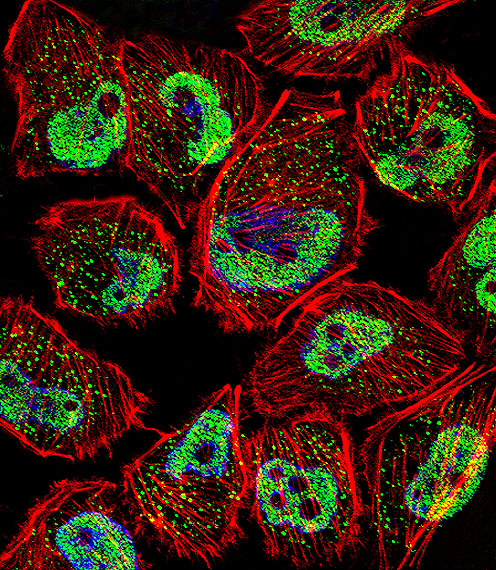 a00727 anti klf5 antibody c term if testing 1
