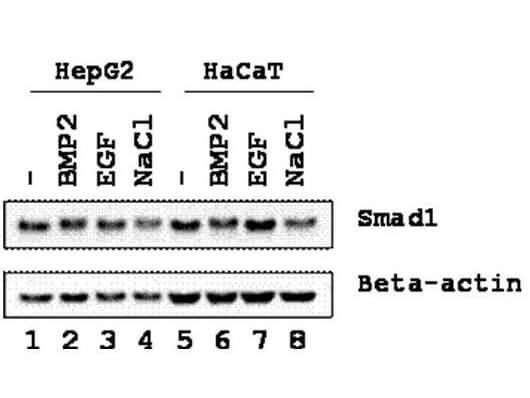 Western blot using Boster's Affinity Purified anti-SMAD1 antibody shows detection of endogenous SMAD1 in whole cell lysates from human hepatoma (HEPG2, lanes 1-4) and keratinocyte (HaCaT, lanes 5-8) derived cell lines treated with PBS, BMP2, EGF, or NaCl for 1 h at 37°C before harvest