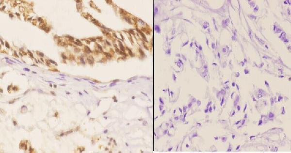 a00728s187 smad1 primary antiboties ihc testing 2