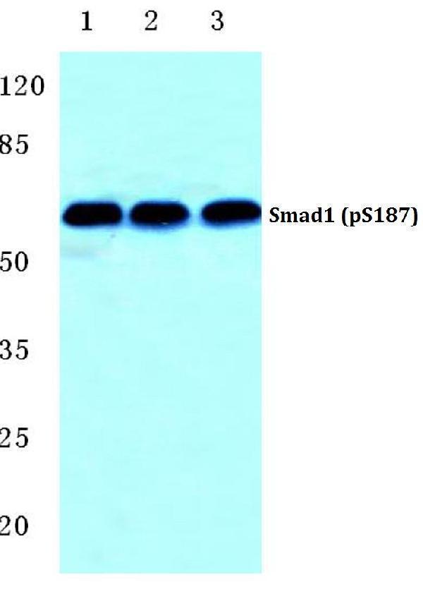 a00728s187 smad1 primary antiboties wb testing 1