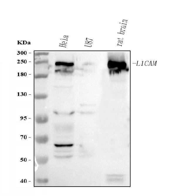  Western blot analysis of L1CAM using anti-L1CAM antibody (A00729-4)