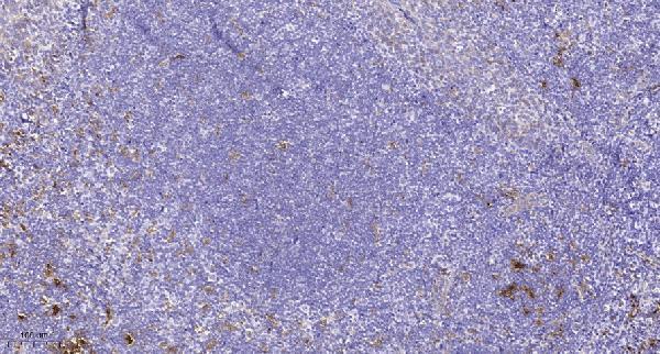 Immunohistochemical analysis of paraffin-embedded human tonsil