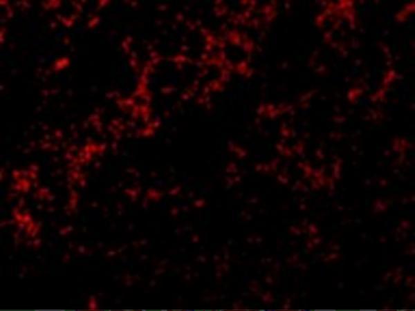 Immunofluorescence of Bid in Mouse Lung cells with Bid antibody at 10 μg/mL