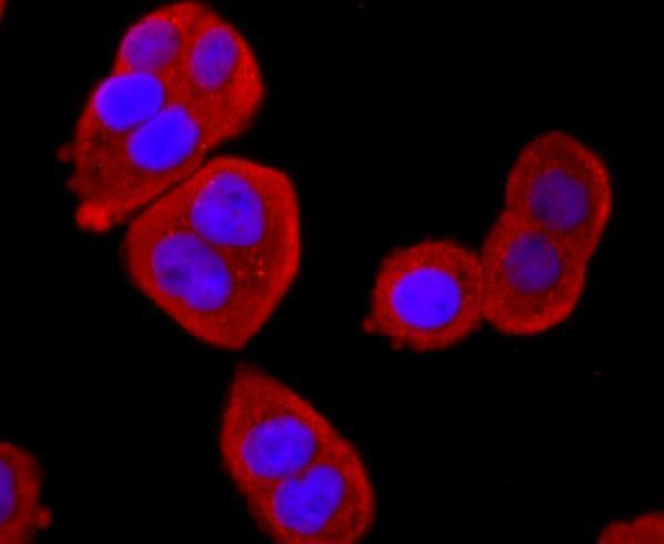 ICC staining Bid in Hela cells (red)