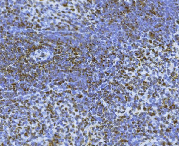 a00730 bid primary antibodies ihc testing 2