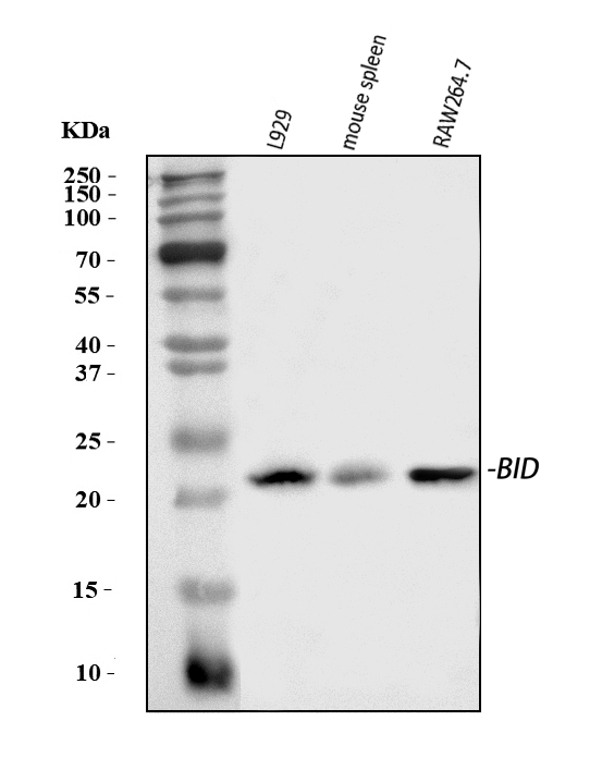 a00730 bid primary antibodies wb testing 1
