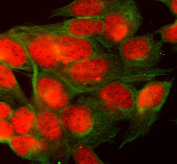 a00731 2 mre11 primary antibodies if testing 1