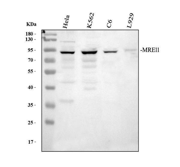 Western blot analysis of MRE11 using anti-MRE11 antibody (A00731-2)