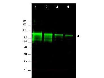 Western blot using Boster's Affinity Purified anti-Mre11 antibody shows detection of a band ~80 kDa corresponding to mouse Mre11 (arrowhead)